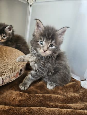 Image de la portée de chaton de l'élévage LES LYNX DE LA SEILLE