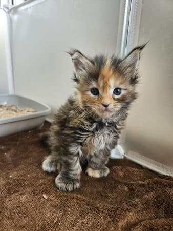 Image de la portée de chaton de l'élévage LES LYNX DE LA SEILLE