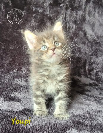 Image de la portée de chaton de l'élévage Chatterie du chat-bouli