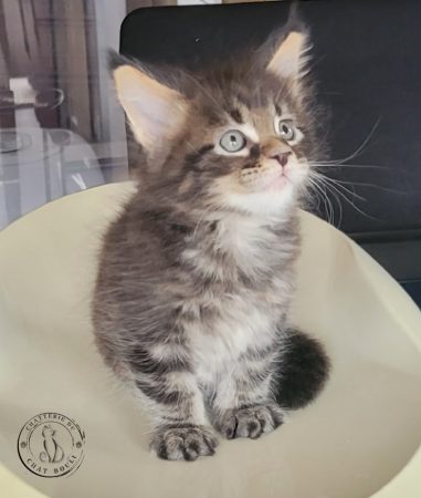 Image de la portée de chaton de l'élévage Chatterie du chat-bouli