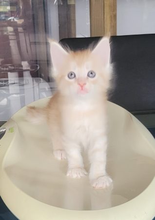 Image de la portée de chaton de l'élévage Chatterie du chat-bouli