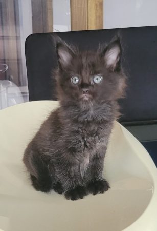 Image de la portée de chaton de l'élévage Chatterie du chat-bouli