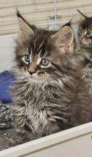 Chatons d'apparence Maine coon à vendre chez l'éleveur DANGUY CHARLOTTE