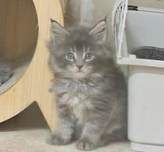 Chatons d'apparence Maine coon à vendre chez l'éleveur DANGUY CHARLOTTE