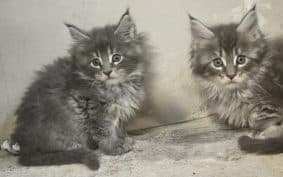 Chatons d'apparence Maine coon à vendre chez l'éleveur DANGUY CHARLOTTE