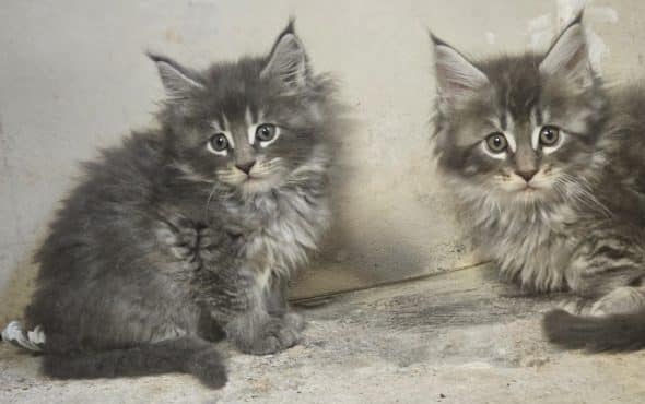 Image de la portée de chaton de l'élévage DANGUY CHARLOTTE