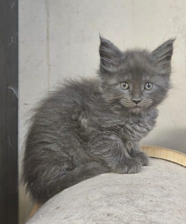 Image de la portée de chaton de l'élévage DANGUY CHARLOTTE