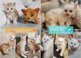 Chatons de race Maine coon à vendre chez l'éleveur CHATTERIE DE LA LEGENDE DE TSUNADE