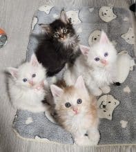 Chatons de race Maine coon à vendre chez l'éleveur CHATTERIE DE LA LEGENDE DE TSUNADE