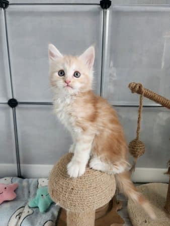 Image de la portée de chaton de l'élévage CHATTERIE DE LA LEGENDE DE TSUNADE