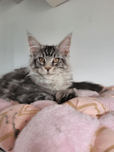 Chatons de race Maine coon à vendre chez l'éleveur MELAKALOUCOON