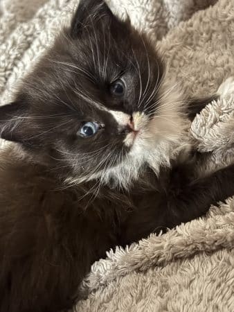 Image de la portée de chaton de l'élévage Du Palais des Abysses