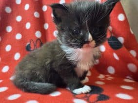 Chatons de race Maine coon à vendre chez l'éleveur Du Palais des Abysses