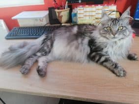 Chatons de race Maine coon à vendre chez l'éleveur DES TERRES DU SUD