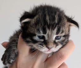 Chatons de race Maine coon à vendre chez l'éleveur DES TERRES DU SUD