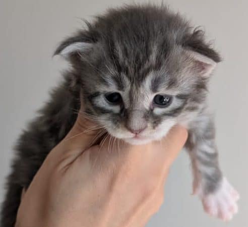 Image de la portée de chaton de l'élévage DES TERRES DU SUD