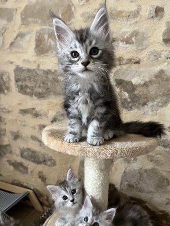 Image de la portée de chaton de l'élévage DE LA LIGNEE D ASHERA