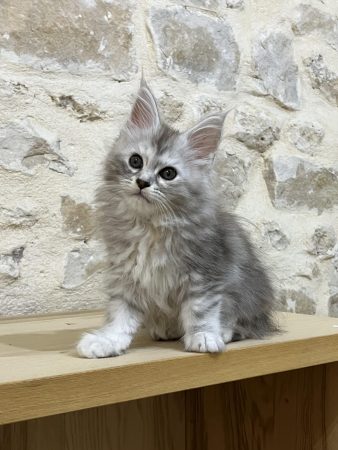 Image de la portée de chaton de l'élévage DE LA LIGNEE D ASHERA