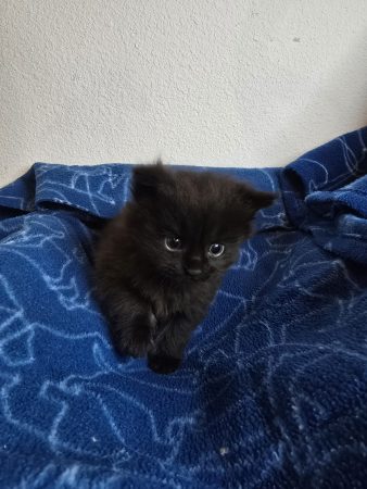 Image de la portée de chaton de l'élévage PETS GAMING