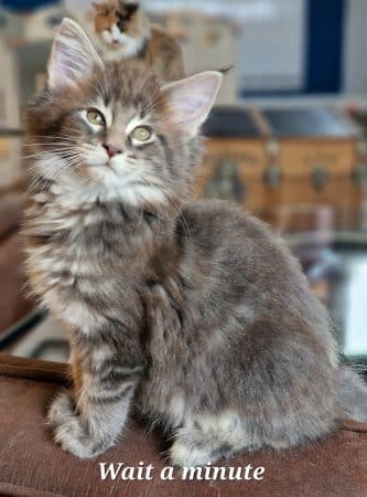 Image de la portée de chaton de l'élévage GRAVE CELINE