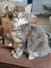 Chatons de race Maine coon à vendre chez l'éleveur GRAVE CELINE