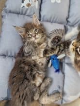 Chatons de race Maine coon à vendre chez l'éleveur GRAVE CELINE