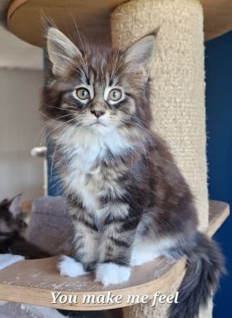 Image de la portée de chaton de l'élévage GRAVE CELINE