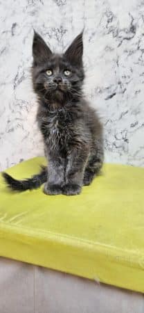 Image de la portée de chaton de l'élévage CHATTERIE DE SAM TI COON