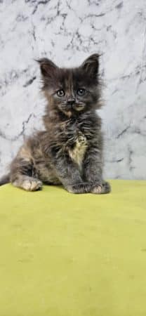 Image de la portée de chaton de l'élévage CHATTERIE DE SAM TI COON