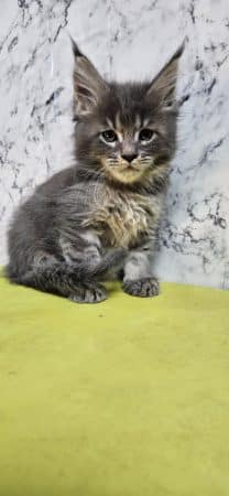 Image de la portée de chaton de l'élévage CHATTERIE DE SAM TI COON