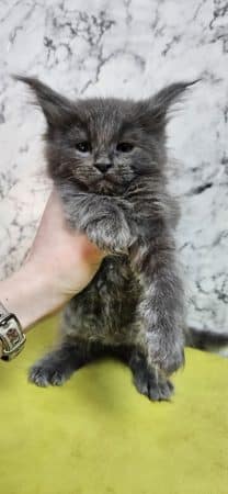 Image de la portée de chaton de l'élévage CHATTERIE DE SAM TI COON