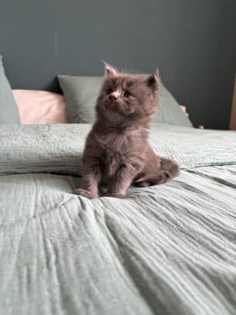 Image de la portée de chaton de l'élévage DES COONS DE LESLIE