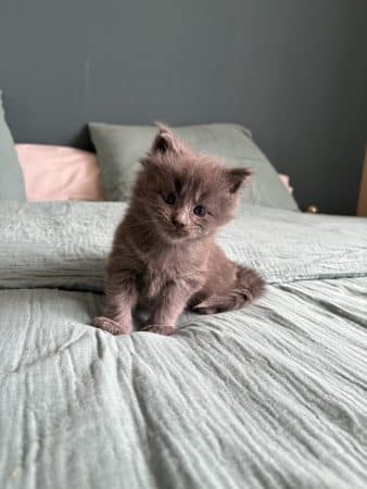 Image de la portée de chaton de l'élévage DES COONS DE LESLIE