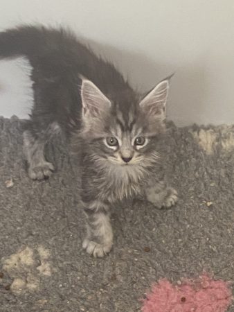 Image de la portée de chaton de l'élévage DU DOMAINE DE LA LOUVIOTIERE