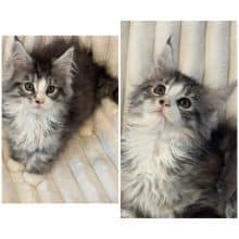 Chatons de race Maine coon à vendre chez l'éleveur DE CARTOCE