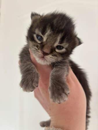 Image de la portée de chaton de l'élévage JACQUEMIN MAUD