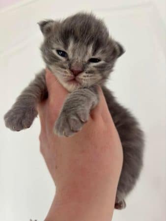 Image de la portée de chaton de l'élévage JACQUEMIN MAUD