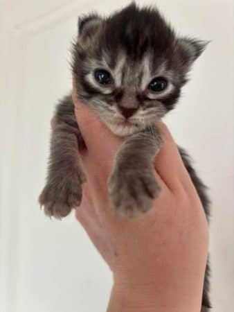 Image de la portée de chaton de l'élévage JACQUEMIN MAUD