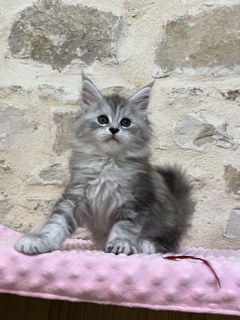 Image de la portée de chaton de l'élévage DE LA LIGNEE D ASHERA