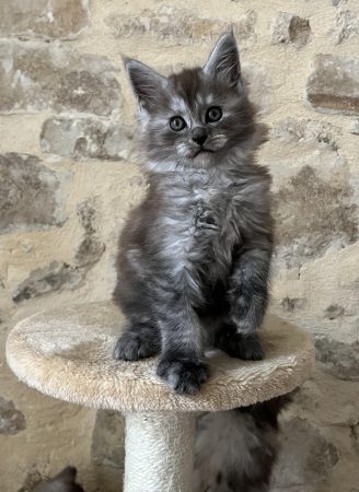 Image de la portée de chaton de l'élévage DE LA LIGNEE D ASHERA