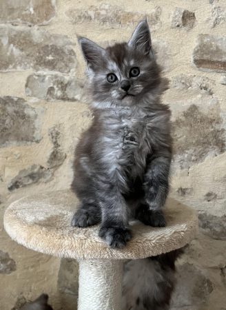 Image de la portée de chaton de l'élévage DE LA LIGNEE D ASHERA