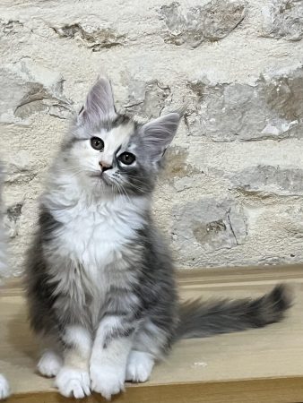 Image de la portée de chaton de l'élévage DE LA LIGNEE D ASHERA