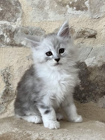 Image de la portée de chaton de l'élévage DE LA LIGNEE D ASHERA