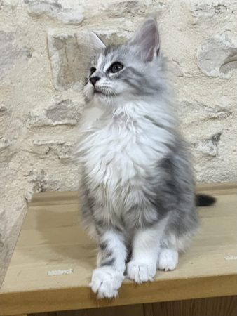 Image de la portée de chaton de l'élévage DE LA LIGNEE D ASHERA