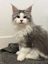 Chatons de race Maine coon à vendre chez l'éleveur DE LA LIGNEE D ASHERA