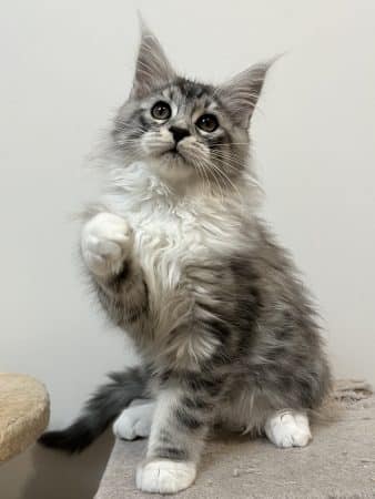 Image de la portée de chaton de l'élévage DE LA LIGNEE D ASHERA