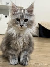 Chatons de race Maine coon à vendre chez l'éleveur DE LA LIGNEE D ASHERA