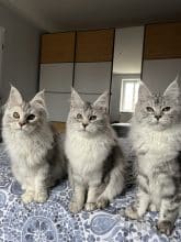 Chatons de race Maine coon à vendre chez l'éleveur DE LA LIGNEE D ASHERA