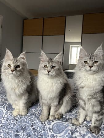 Image de la portée de chaton de l'élévage DE LA LIGNEE D ASHERA