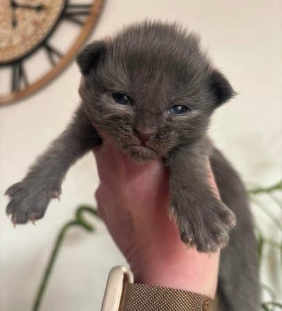 Image de la portée de chaton de l'élévage DES MAUDOR